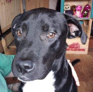 Meet your Posher, Leslie